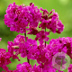 Lychnis viscaria 'Splendens' GM P9