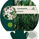 Lysimachia ephemerum GM P9