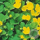 Lysimachia nummularia GM P9