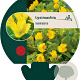 Lysimachia nummularia GM P9