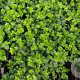 Lysimachia nummularia GM P9