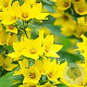 Lysimachia punctata GM P9