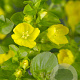 Lysimachia punctata GM P9
