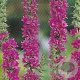 Lythrum salicaria GM P9
