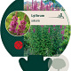 Lythrum salicaria GM P9
