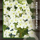 Hydrangea quercifolia 30-40 cm 3,0L