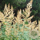 Macleaya cordata GM P9