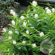 Smilacina racemosa GM P9