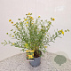 Hypericum kalmianum 'Gemo' 30-40 cm 2,5L