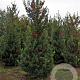 Ilex aquifolium 200-250 cm draadkluit struik