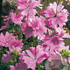 Malva moschata GM P9