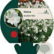 Malva moschata 'Alba' GM P9