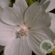 Malva moschata 'Alba' GM P9