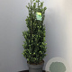 Ilex crenata 'Caroline Upright' 45 cm container bol