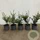 Ilex crenata 'Convexa' 20-30 cm 2,0L