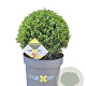 Ilex crenata Dark Green 35 cm 10L bol potgekweekt