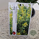 Ilex maximowicziana kanehirae 30-40 cm 2,5L