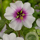 Lavatera maritima GM P9