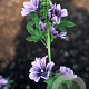Malva sylvestris GM P9