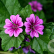 Malva sylvestris GM P9
