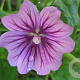 Malva sylvestris 'Mistic Merlin' GM P9