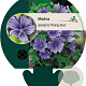 Malva sylvestris 'Primley Blue' GM P9