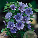 Malva sylvestris 'Primley Blue' GM P9
