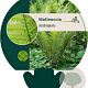 Matteuccia struthiopteris GM P9