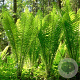 Matteuccia struthiopteris GM P9