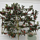 Ilex 'Nellie R. Stevens' 10-12 HA 50L 140 cm stam lei 140x120