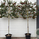 Ilex 'Nellie R. Stevens' 10-12 HA 50L 140 cm stam lei 140x120