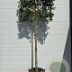 Ilex 'Nellie R. Stevens' 12-14 HO draadkluit LEIVORM 200 cm stam