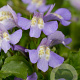Mazus reptans GM P9