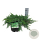Juniperus conferta 'Schlager' 30-40 cm 6,5L