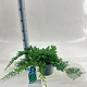 Juniperus procumbens 'Nana' 20-25 cm 3,0L