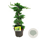 Juniperus procumbens 'Nana' 40-50 cm 5,0L