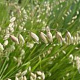 Melica nutans GM P9
