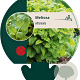Melissa officinalis GM P9