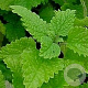 Melissa officinalis GM P9