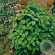 Melissa officinalis GM P9