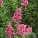 Lagerstroemia 'Hopi' 100-120 cm 12L struik