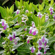 Melittis melissophyllum GM P9