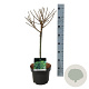 Larix decidua 'Kórnik' 40 cm stam 5,0L