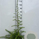 Larix kaempferi 80-100 cm 2,0L