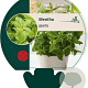 Mentha piperita GM P9