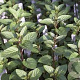 Mentha piperita 'Chocolate' GM P9