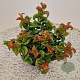 Leucothoe axillaris 'Curly Red' 20-25 cm 2,5L