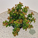 Leucothoe axillaris Twisting Red 20-25 cm 2,5L