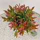 Leucothoe 'Zeblid' 30-35 cm 2,5L