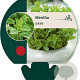 Mentha spicata GM P9